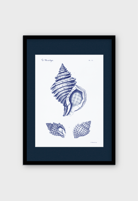 CARACOLAS DE MAR II