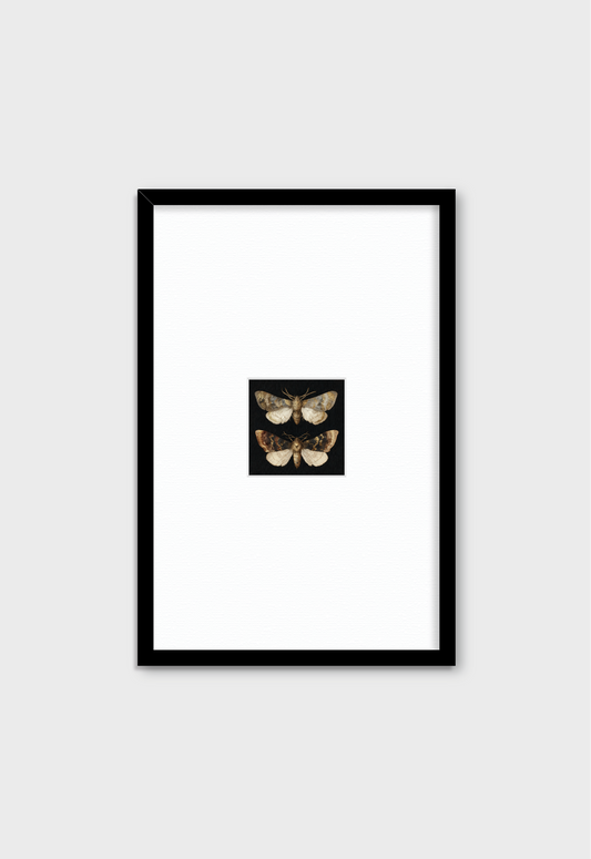 DOS MARIPOSAS EN FONDO NEGRO