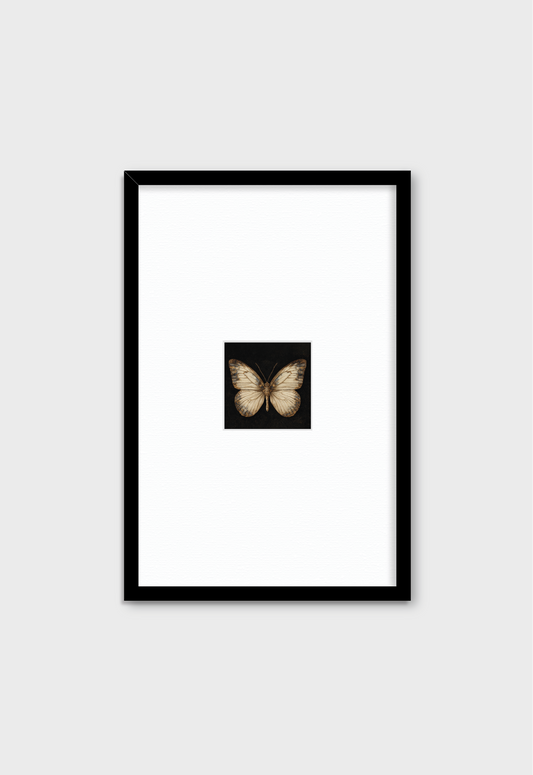 MARIPOSA EN FONDO NEGRO
