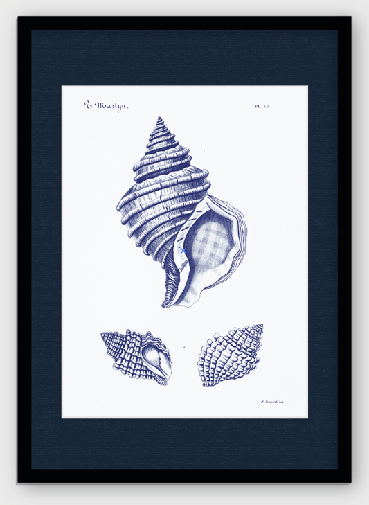 CARACOLAS DE MAR II
