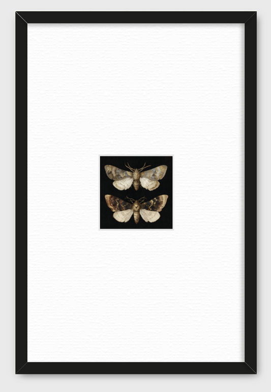 DOS MARIPOSAS EN FONDO NEGRO