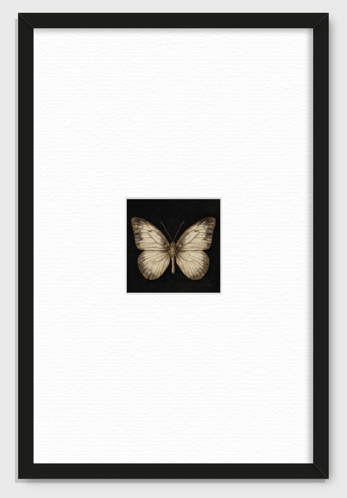 MARIPOSA EN FONDO NEGRO