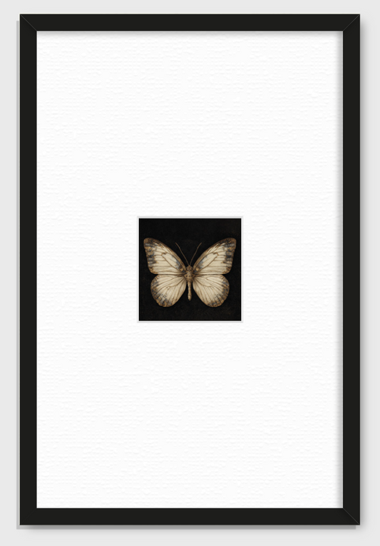 MARIPOSA EN FONDO NEGRO