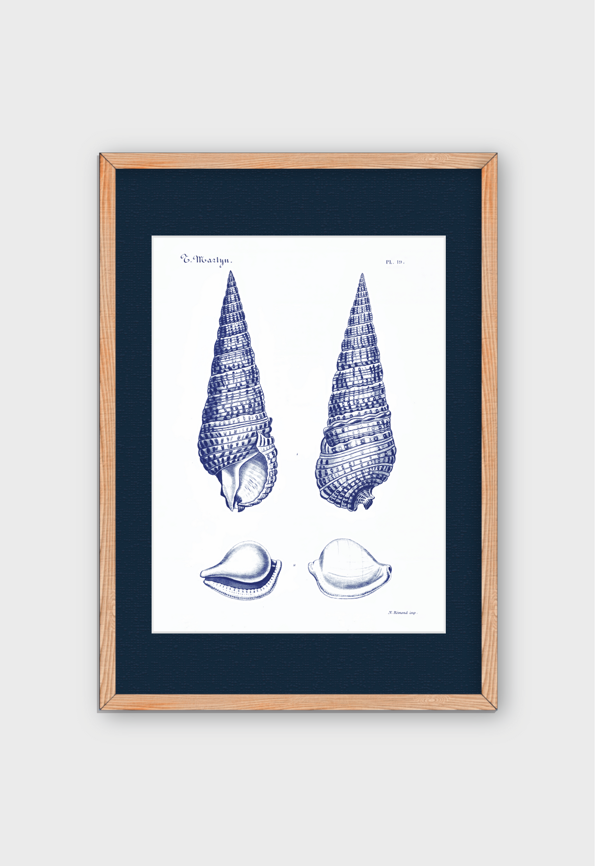 CARACOLAS DE MAR I