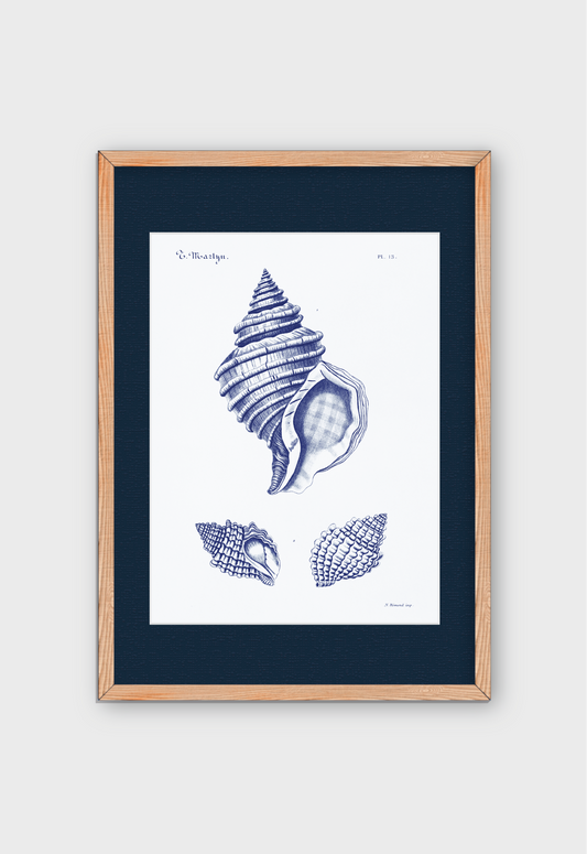 CARACOLAS DE MAR II