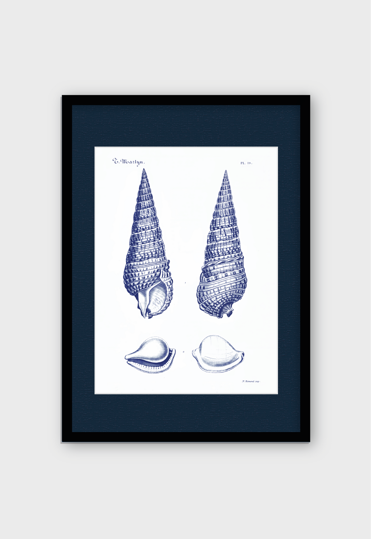 CARACOLAS DE MAR I