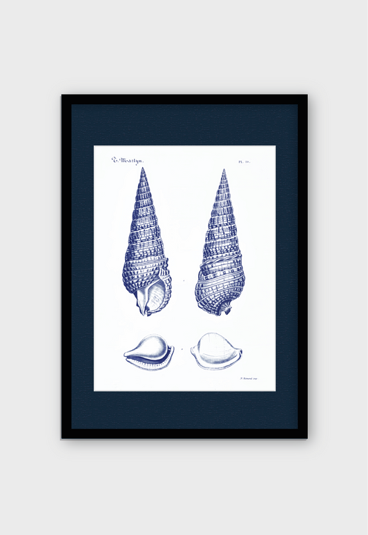 CARACOLAS DE MAR I