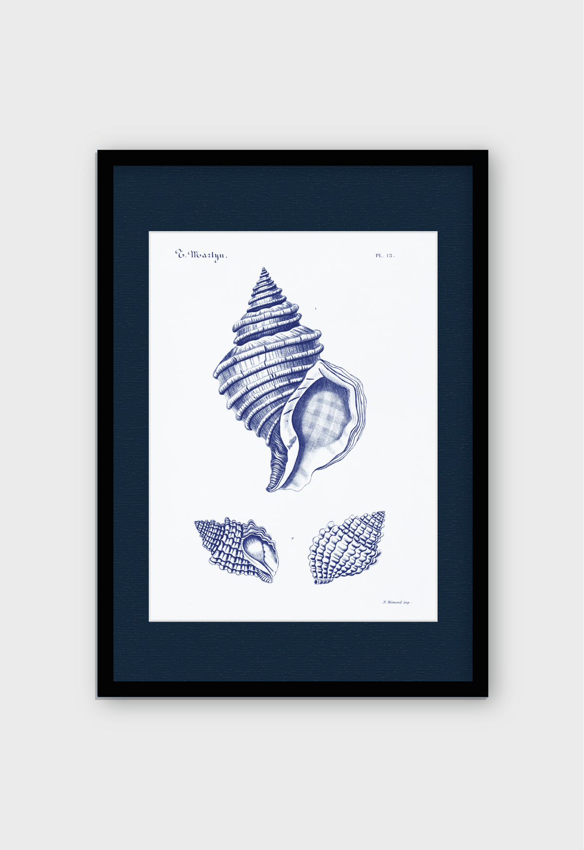 CARACOLAS DE MAR II
