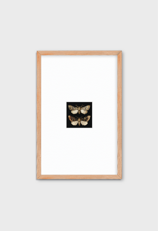 DOS MARIPOSAS EN FONDO NEGRO