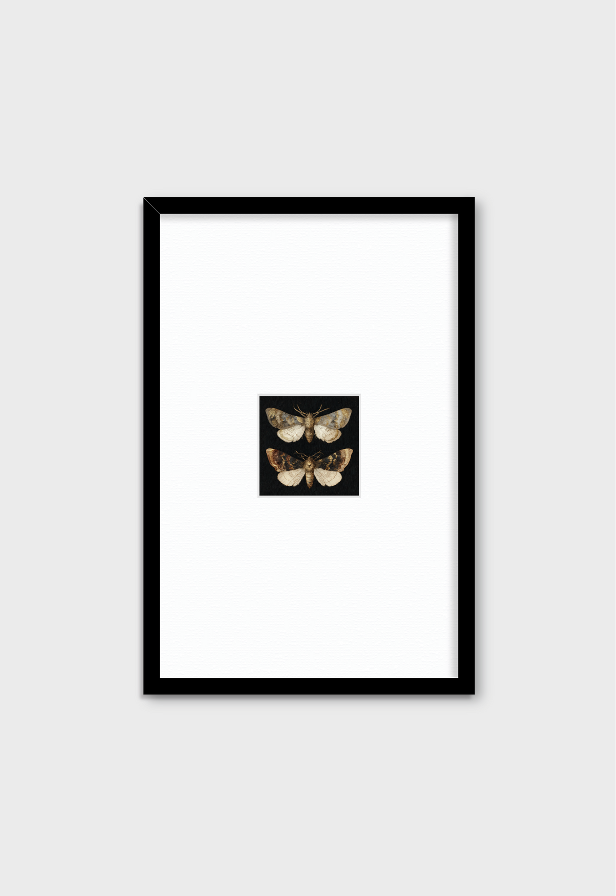 DOS MARIPOSAS EN FONDO NEGRO