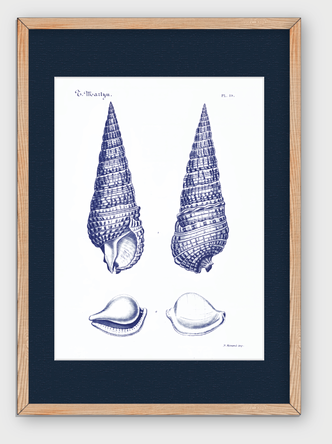 CARACOLAS DE MAR I