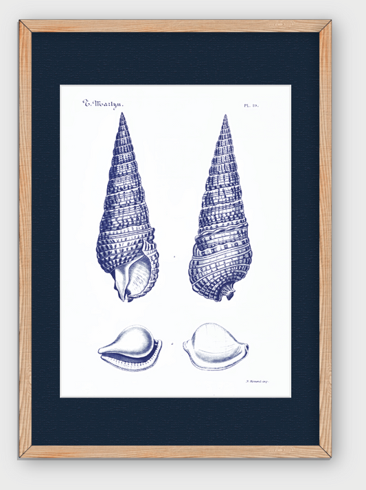 CARACOLAS DE MAR I