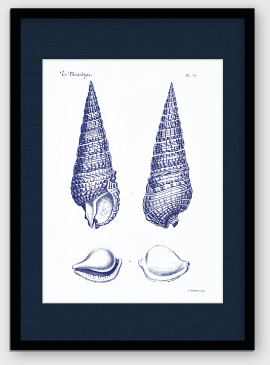 CARACOLAS DE MAR I