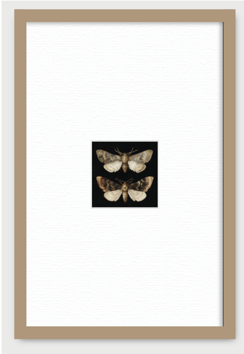 DOS MARIPOSAS EN FONDO NEGRO