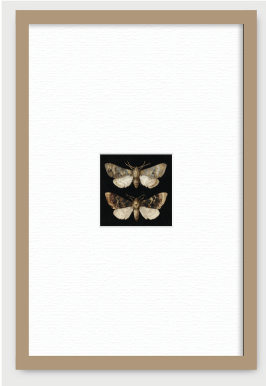 DOS MARIPOSAS EN FONDO NEGRO