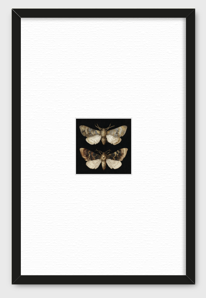 DOS MARIPOSAS EN FONDO NEGRO
